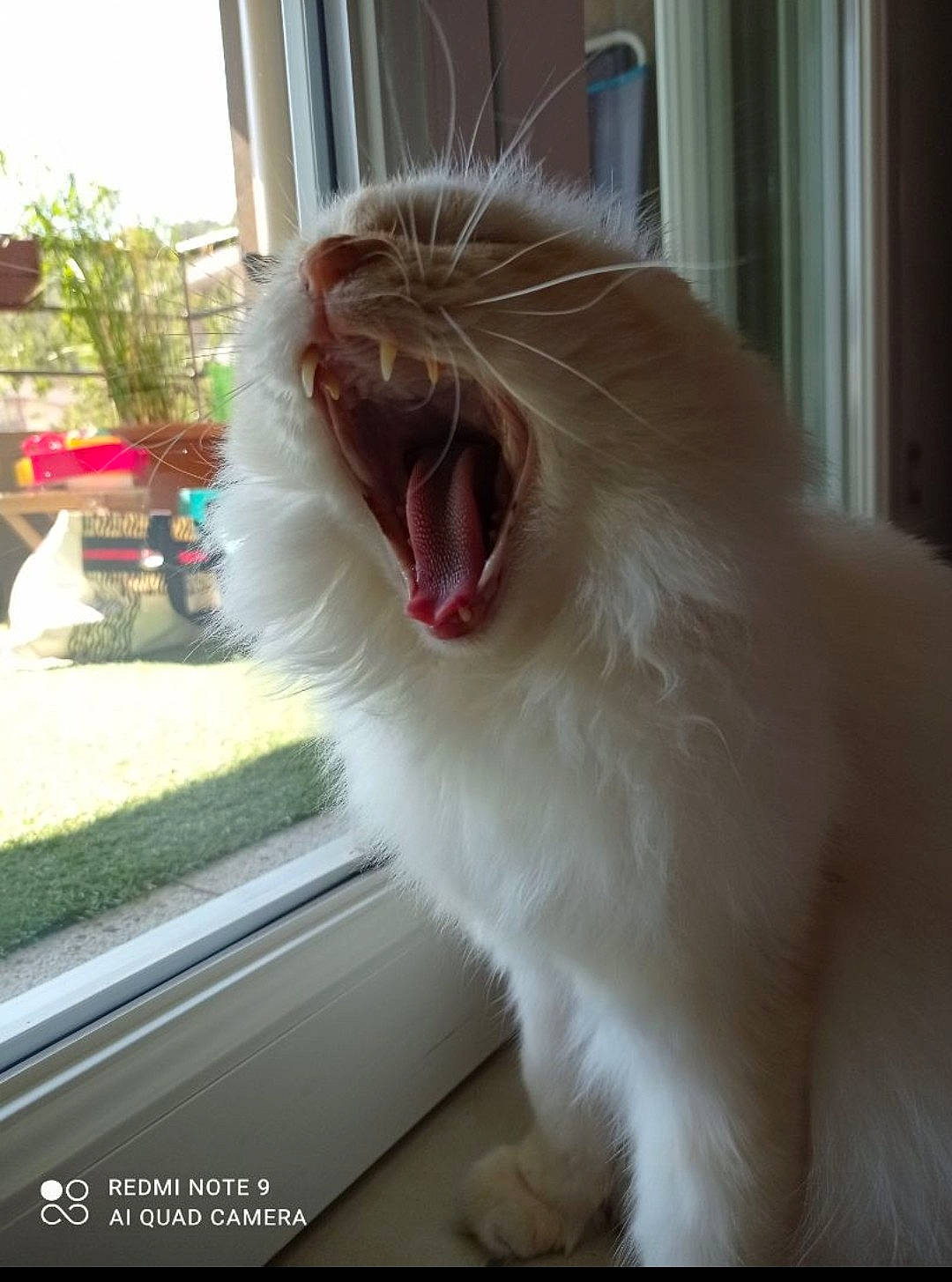 Darwin a rejoint le concours — aidez-le/la à gagner de superbes lots ! carnivore, cat, fang, felidae, flowerpot, fur, happy, houseplant, jaw, paw, plant, roar, small_to_medium_sized_cats, smile, snout, tail, tooth, whiskers, window, yawn