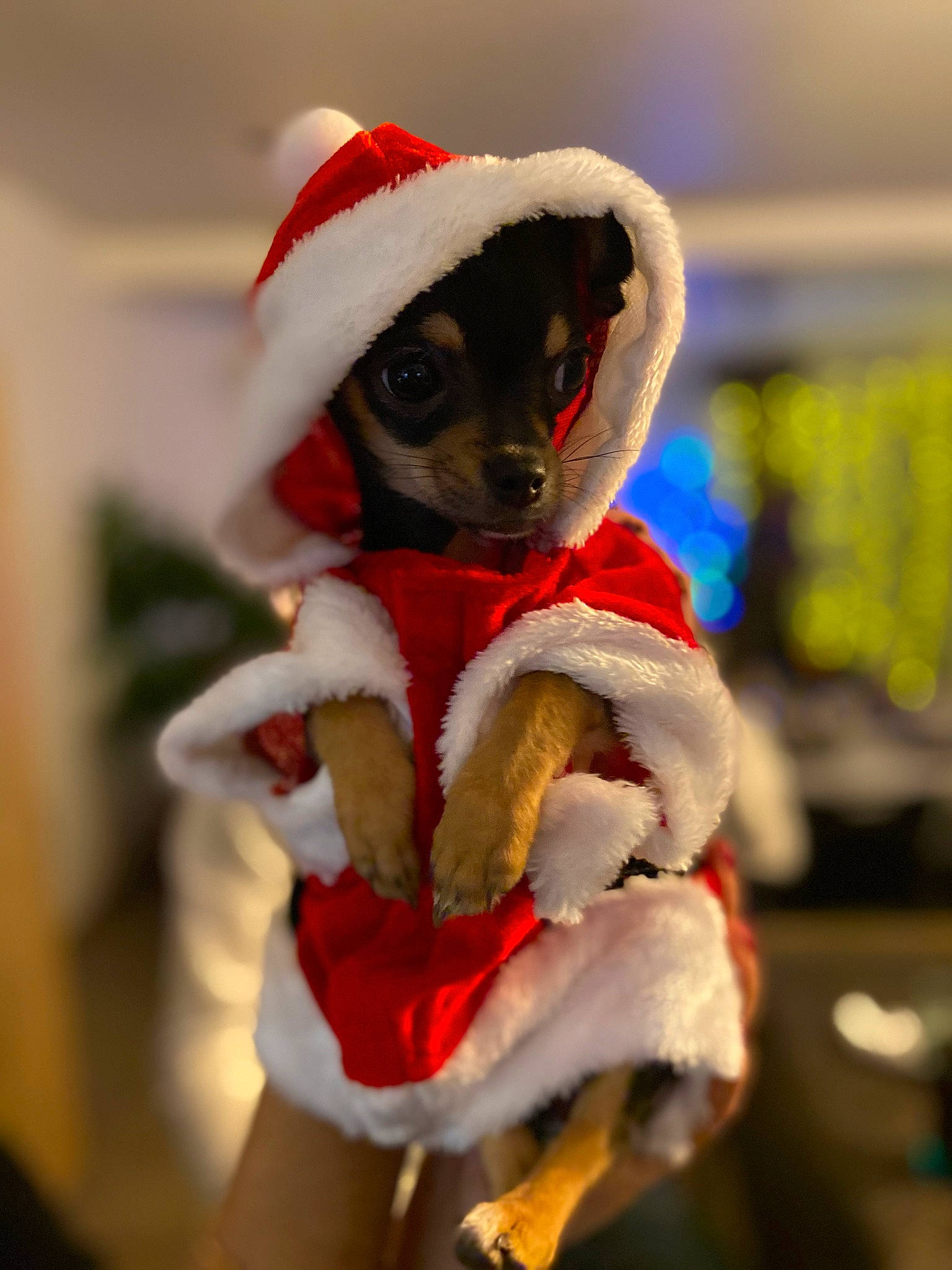 Reina participe au concours pour gagner de l'argent avec cette photo : christmas_eve, christmas_ornament, costume_hat, event, fictional_character, fun, fur, fur_clothing, glove, happy, hat, head, holiday, human_body, santa_claus, snout, stuffed_toy, toy, tradition, tree