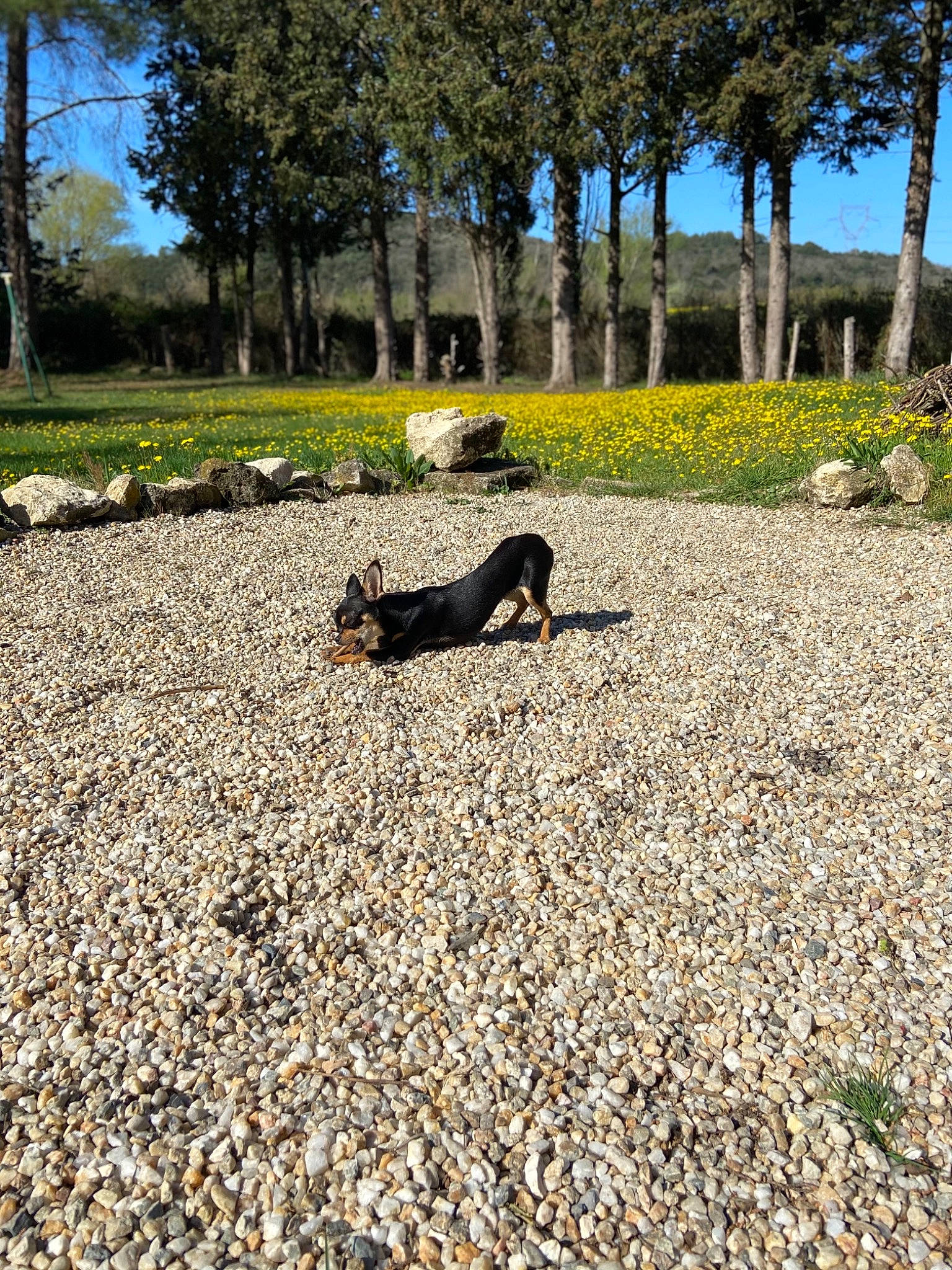 Reina participe au concours pour gagner de l'argent avec cette photo : asphalt, botany, branch, deciduous, flooring, grass, groundcover, landscape, leaf, nature, people_in_nature, plant, road_surface, sky, sunlight, tints_and_shades, tree, vegetation, wood, woody_plant
