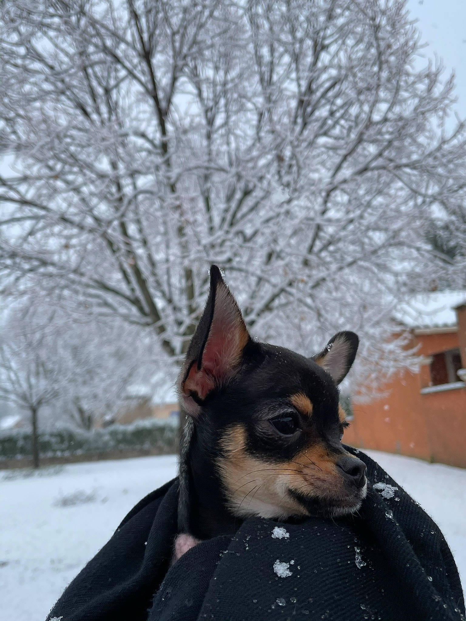 Reina participe au concours pour gagner de l'argent avec cette photo : canidae, carnivore, collar, companion_dog, dog, dog_breed, dog_collar, fawn, freezing, fur, sky, snout, snow, sporting_group, toy_dog, tree, whiskers, window, winter, working_animal