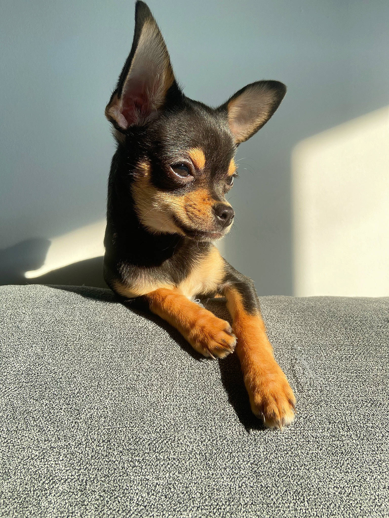Reina participe au concours pour gagner de l'argent avec cette photo : biting, canidae, carnivore, claw, comfort, companion_dog, corgi_chihuahua, dog, dog_breed, fawn, fur, paw, puppy, sporting_group, tail, terrestrial_animal, toy_dog, whiskers, wildlife, wing