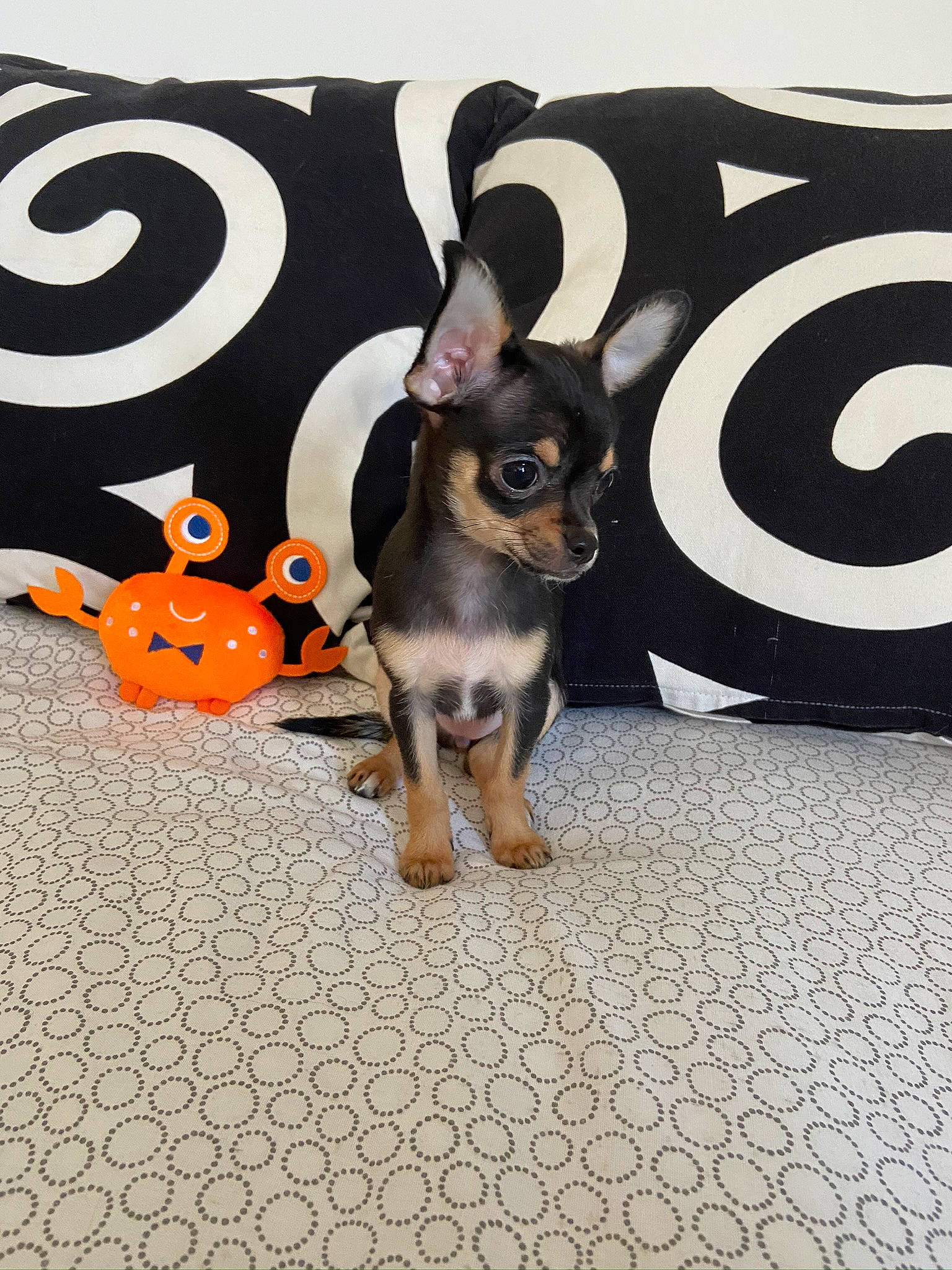 Reina a rejoint le concours — aidez-le/la à gagner de superbes lots ! calabaza, canidae, carnivore, chihuahua, companion_dog, dog, dog_breed, dog_supply, fawn, flooring, font, mammal, paw, road_surface, russkiy_toy, snout, sporting_group, tail, toy_dog, whiskers