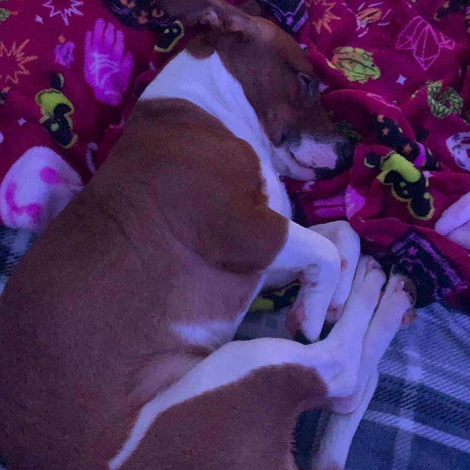 Nibbler
