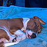 dog, sleeping, brown_and_white, curled_up, tongue_out, blue_blanket, bed, indoors, cozy, relaxed, pet, canine, floppy_ears, closed_eyes, resting, home, bedroom, speaker, shelves, portrait