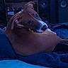 dog, brown_dog, white_markings, pet, animal, lying_down, curled_up, blanket, bed, indoors, home, living_room, stereo, speakers, entertainment_center, portrait, side_eye, relaxed, low_light, photography
