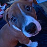 puppy, dog, brown_and_white, pit_bull_type, floppy_ears, wide_eyes, black_nose, white_stripe, white_chest, white_paws, sitting, indoor, portrait, close_up, pet, cute, curious, keyboard, computer, blue_lighting