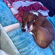 Nibbler joined the competition — help win amazing prizes! animal, bed, blanket, brown_fur, chew_toy, closeup, cozy, cuddling, curled_up, cute, dogs, indoors, nap, pet, puppies, relaxed, resting, sleeping, soft_blankets, white_markings