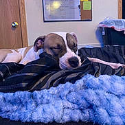 Cerberus is registered to the contest to win money with this photo: bed, bedroom, blanket, blue_blanket, brown_and_white, canine, closed_eyes, clothing, cozy, dog, head, indoor, peaceful, pet, portrait, relaxed, resting, short_hair, sleeping, snout