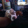 Cerberus joined the competition — help win amazing prizes! bed, blanket, blurred_background, brown_dog, canine, closed_eyes, closeup, cozy, cuddling, dogs, indoor, lying_down, pet, puppies, resting, short_hair, sleeping, sleepy, snout, white_dog