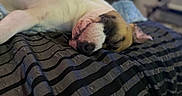Cerberus is registered to the contest to win money with this photo: animal, bed, bedroom, black_and_white, blanket, brown_and_white, bulldog, closed_eyes, cozy, dog, indoors, lying_down, pet, photography, portrait, relaxed, resting, sleeping, snout, wrinkles