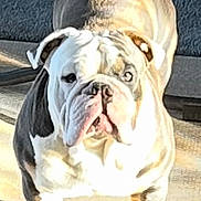 Hutch is registered to the contest to win money with this photo: animal, background, blue, brown, bulldog, cute, dog, ears, face, floor, indoor, looking, muscular, pet, portrait, shadow, standing, sunlight, white, wrinkles