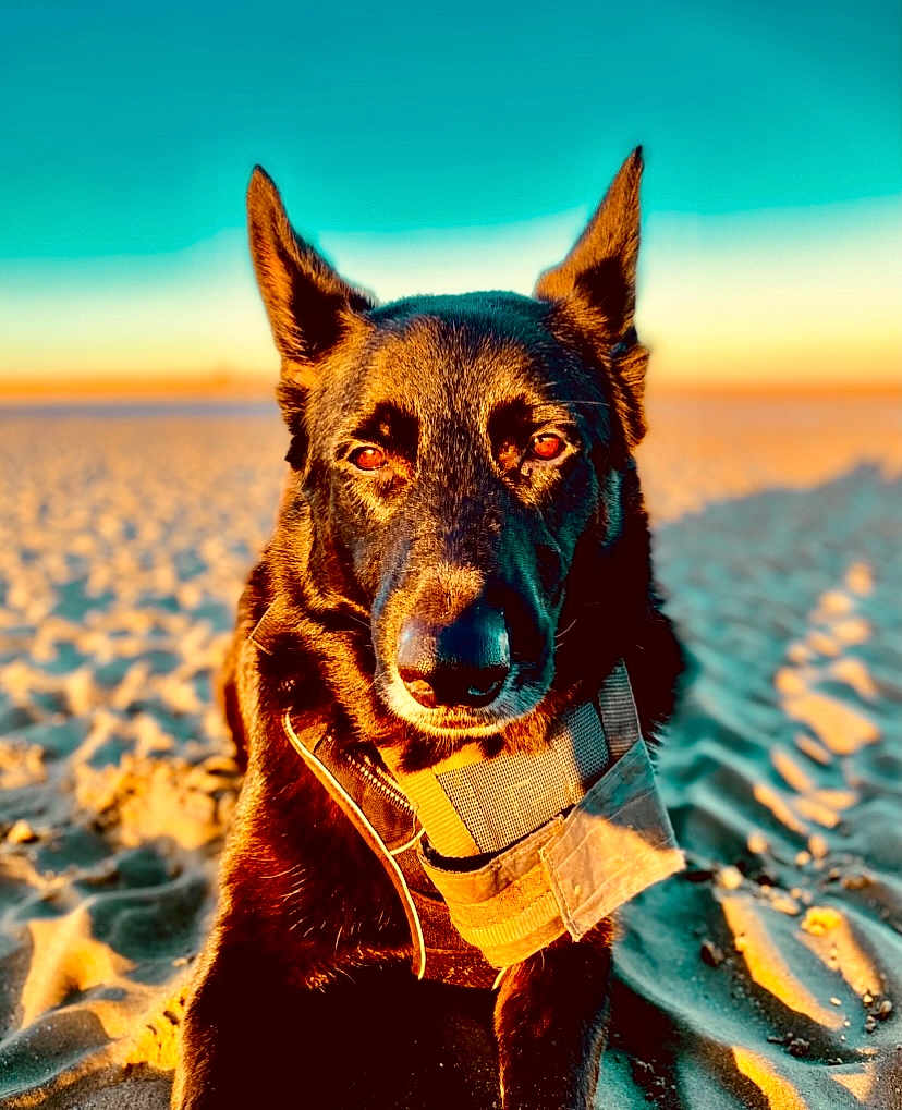 Alfie is registered to the contest to win money with this photo: dog, canine, beach, sand, sunset, golden_hour, outdoor, animal, pet, portrait, fur, ears, harness, closeup, nature, daylight, muzzle, watchful, brown, loyal