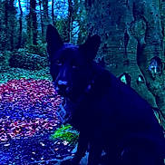 Alfie joined the competition — help win amazing prizes! dog, black_dog, forest, tree, nature, outdoor, animal, sitting, leaves, wooded_area, mysterious, dark, stone, wildlife, canine, quiet, scenic, landscape, park, shadow
