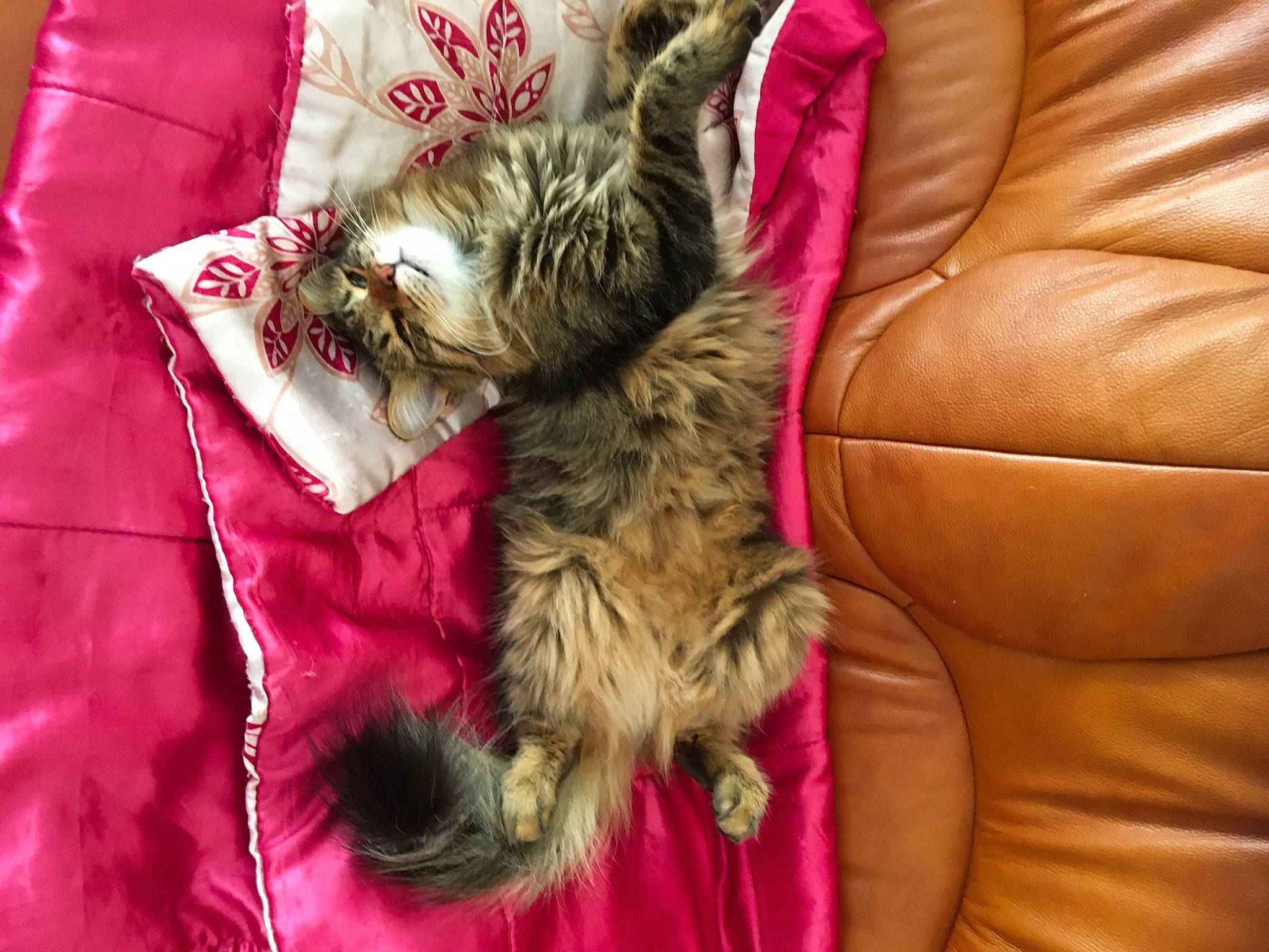 Eden a rejoint le concours — aidez-le/la à gagner de superbes lots ! canidae, carnivore, cat, claw, comfort, companion_dog, couch, dog_breed, fawn, felidae, fur, linens, magenta, nap, paw, small_to_medium_sized_cats, sporting_group, terrier, toy_dog, whiskers