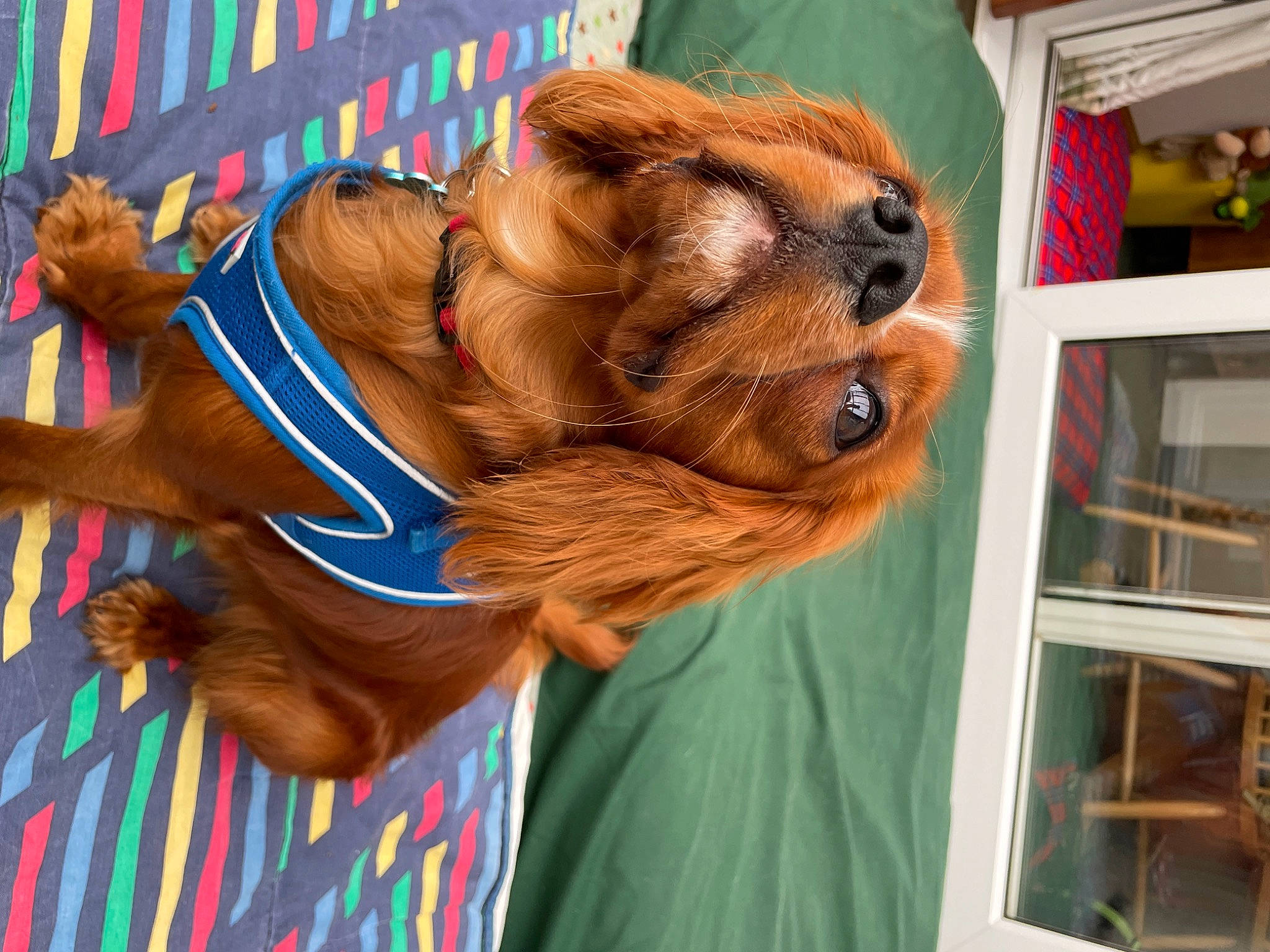 Dash joined the competition — help win amazing prizes! art, canidae, carnivore, companion_dog, costume, dog_breed, event, fawn, fictional_character, fun, fur, happy, hat, liver, mascot, recreation, shelf, snout, sporting_group, wood