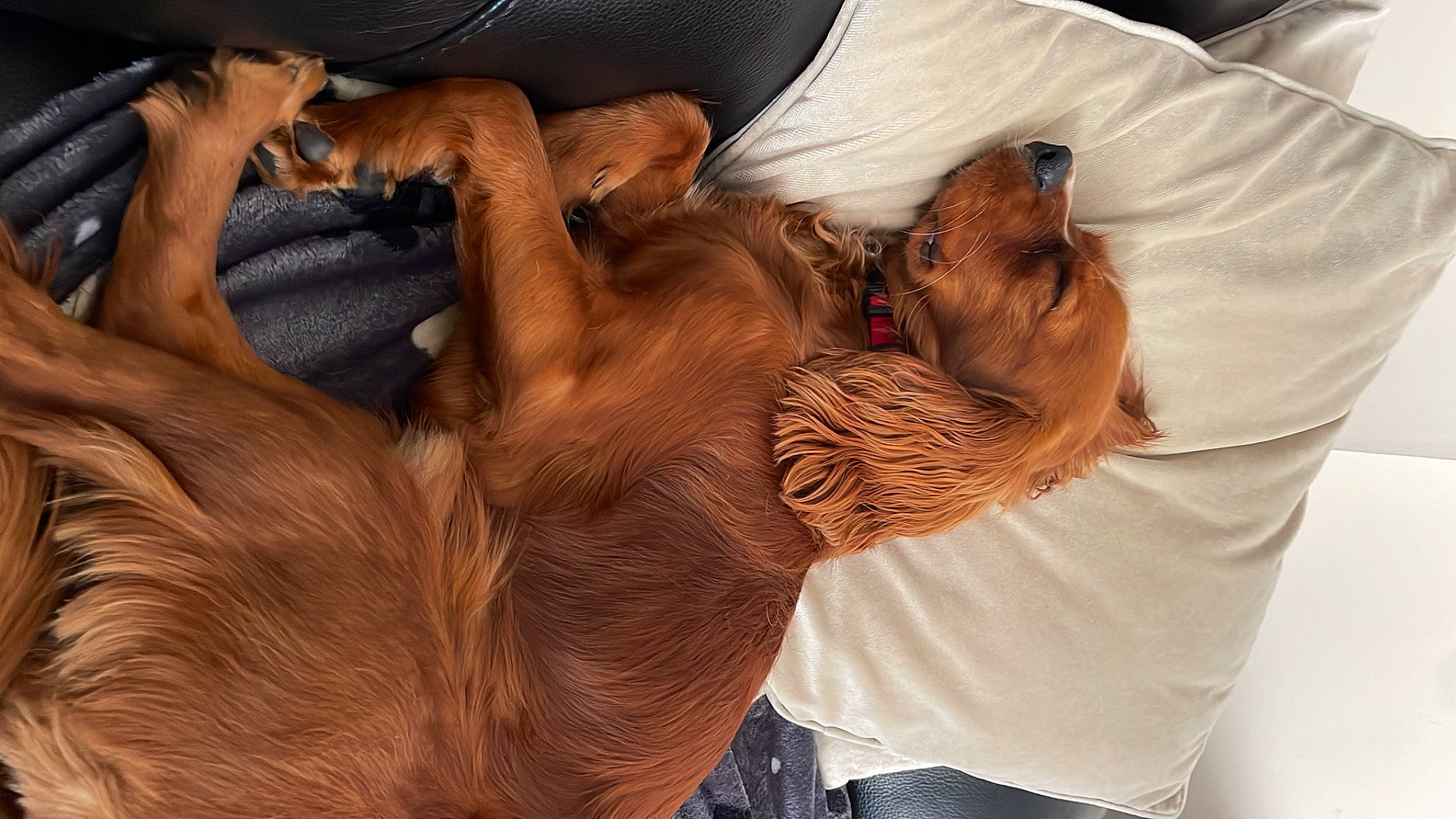 Dash is registered to the contest to win money with this photo: canidae, carnivore, comfort, companion_dog, dog, dog_breed, ear, fawn, fur, gesture, guard_dog, liver, long_hair, paw, snout, sporting_group, whiskers, wood, working_animal, wrinkle