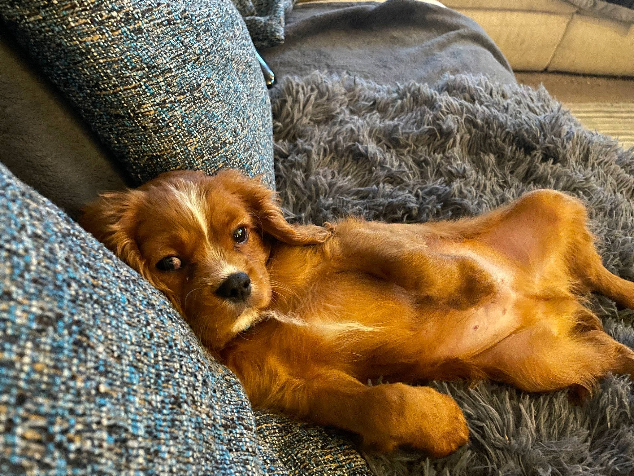 Dash is registered to the contest to win money with this photo: canidae, carnivore, comfort, companion_dog, couch, dog, dog_breed, fawn, fur, liver, paw, snout, spaniel, sporting_group, terrestrial_animal, toy_dog, whiskers, wildlife, wood, working_animal