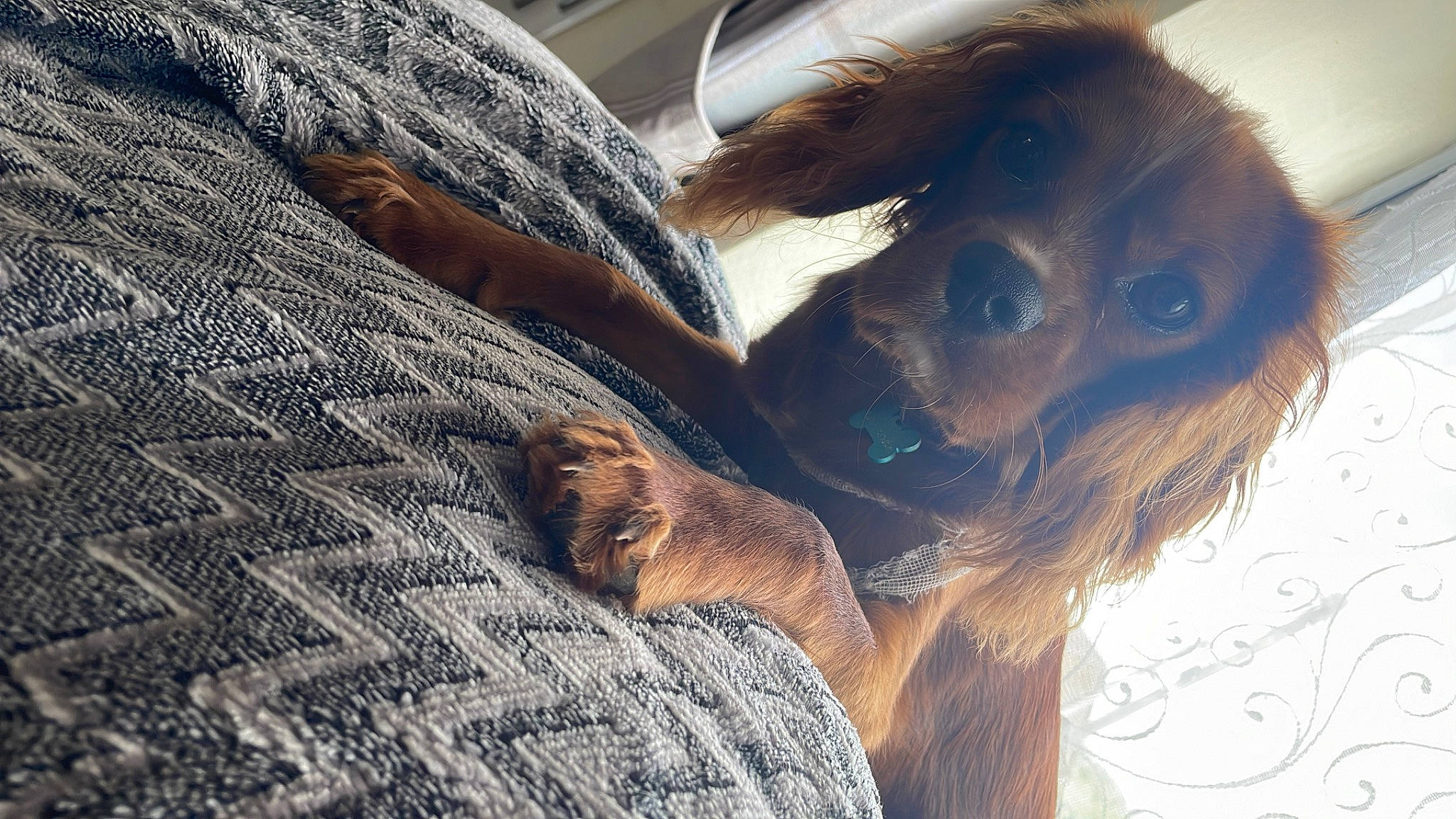 Dash joined the competition — help win amazing prizes! claw, comfort, companion_dog, dog_breed, fawn, fur, liver, mammal, orangutan, paw, primate, selfie, snout, tail, terrestrial_animal, tree, vertebrate, whiskers, wildlife, wood