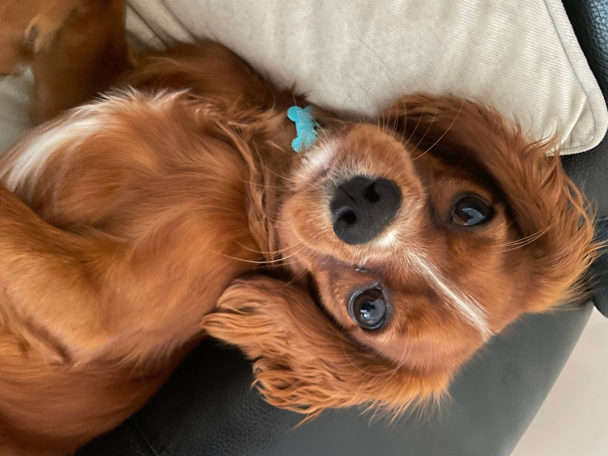 Dash is registered to the contest to win money with this photo: canidae, carnivore, companion_dog, dog, dog_breed, dog_supply, ear, eye, fawn, fur, glasses, hat, liver, snout, spaniel, sporting_group, sunglasses, toy_dog, whiskers, working_animal