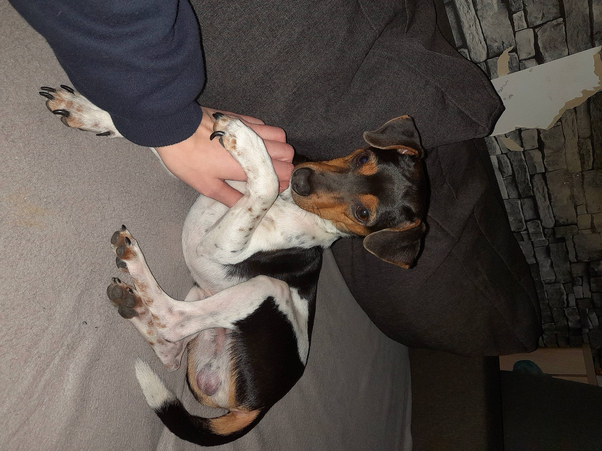 Unido participe au concours pour gagner de l'argent avec cette photo : canidae, carnivore, companion_dog, dog, dog_breed, fawn, foot, fur, gesture, guard_dog, hound, human_leg, knee, paw, snout, sporting_group, street_dog, tail, working_animal, wrist