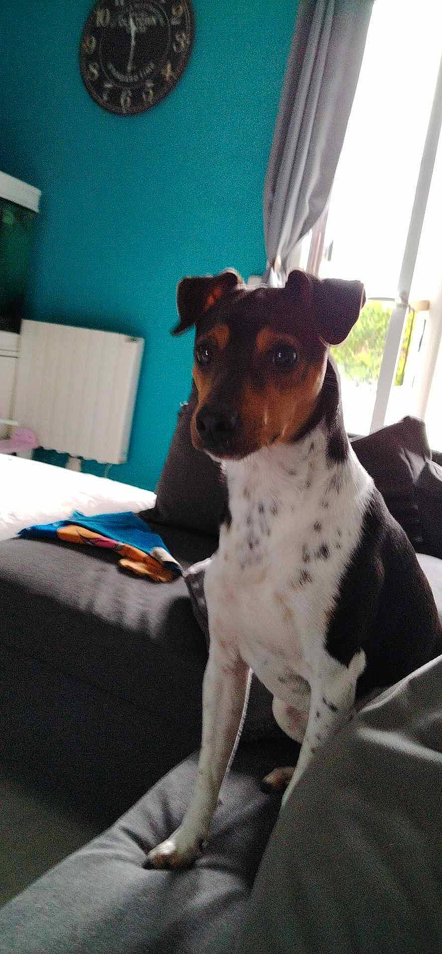 Unido a rejoint le concours — aidez-le/la à gagner de superbes lots ! canidae, carnivore, chair, collar, comfort, companion_dog, dog, dog_breed, dog_collar, dog_supply, fawn, irishjacks, non_sporting_group, pet_supply, puppy, serveware, sporting_group, terrier, whiskers, working_animal