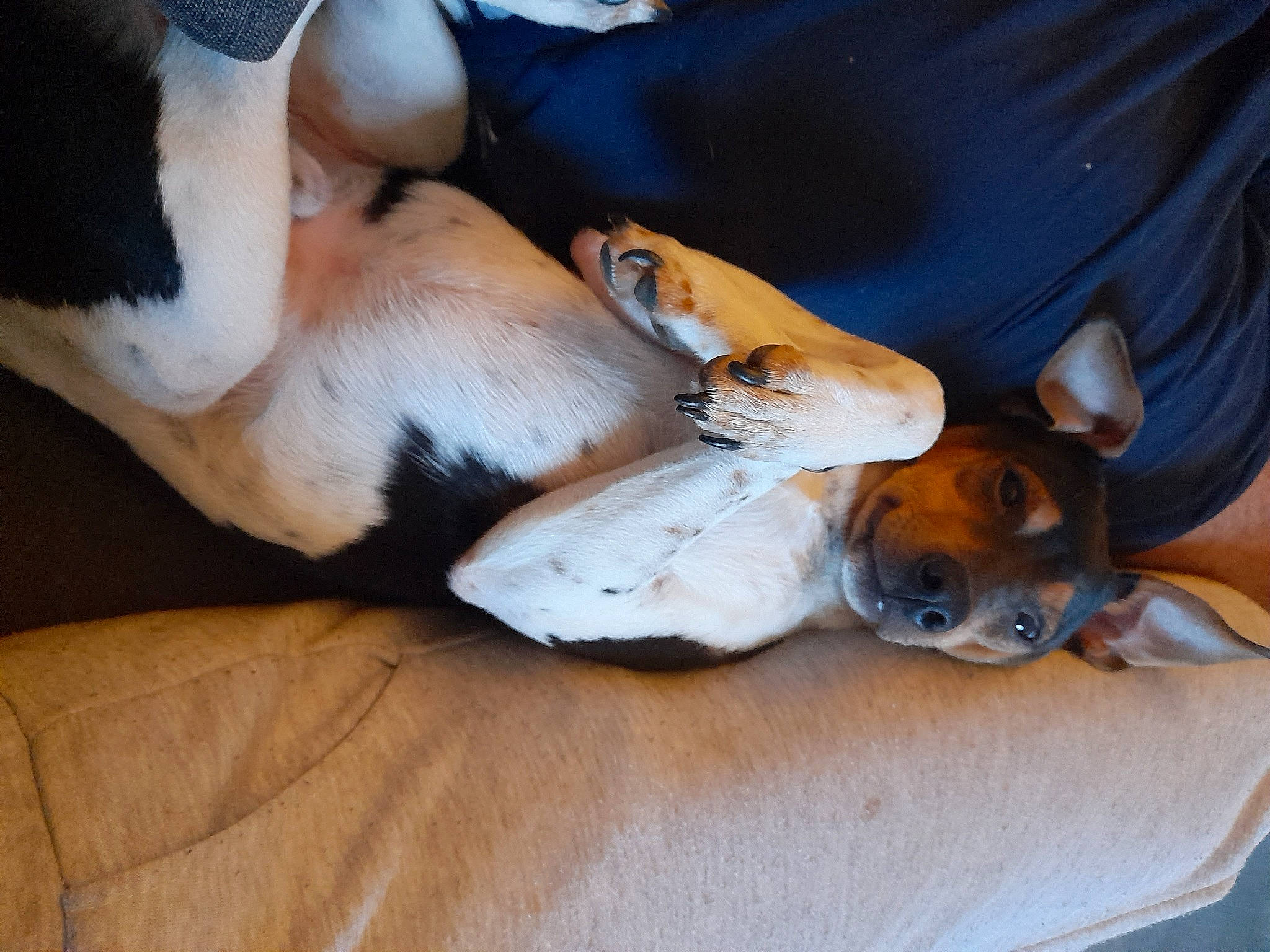 Unido a rejoint le concours — aidez-le/la à gagner de superbes lots ! beagle, canidae, carnivore, comfort, companion_dog, dog, dog_breed, fawn, finnish_hound, fur, hound, mammal, paw, puppy_love, scent_hound, snout, sporting_group, vertebrate, whiskers, wood