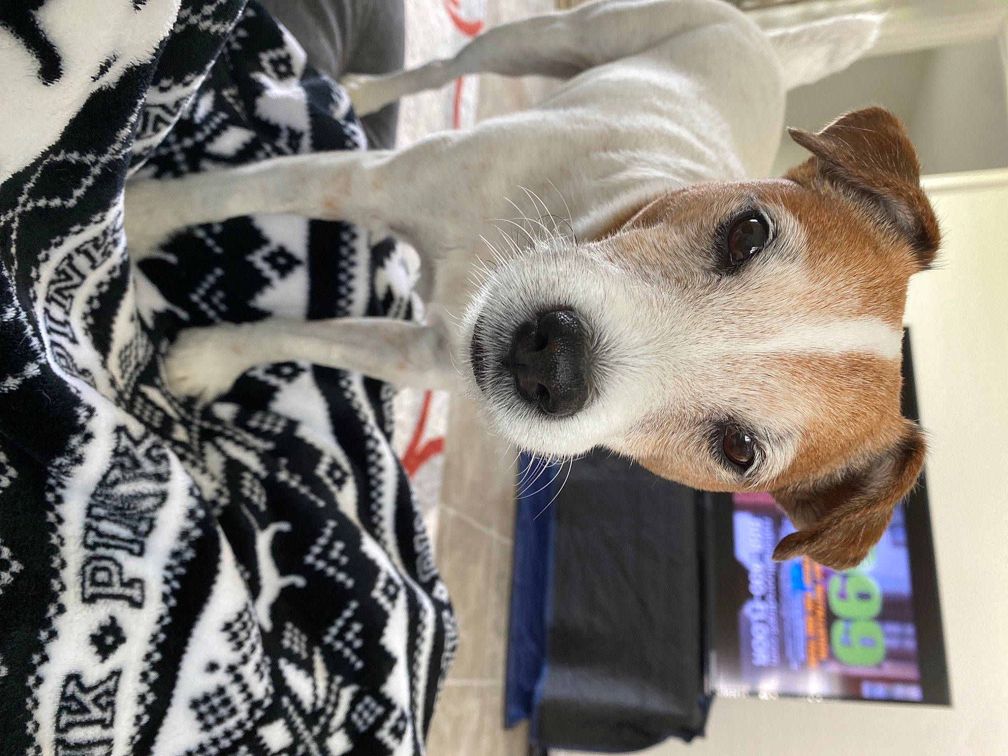 Aaliyah is registered to the contest to win money with this photo: canidae, carnivore, collar, companion_dog, dog, dog_breed, dog_collar, dog_supply, ear, fawn, fur, jaw, linens, pattern, selfie, snout, sporting_group, textile, whiskers, working_animal