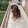 dog, outdoor, pathway, fence, garden, stone_pavement, pet, animal, canine, waiting, brown_fur, scruffy, collar, house, door, slippers, mat, plants, daylight, quiet