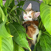 Aria a rejoint le concours — aidez-le/la à gagner de superbes lots ! animal, background_blur, calico, cat, closeup, curious, cute, domestic_cat, feline, flora, green_leaves, home, houseplant, indoor, kitten, leaf, nature, pets, plant, young_cat