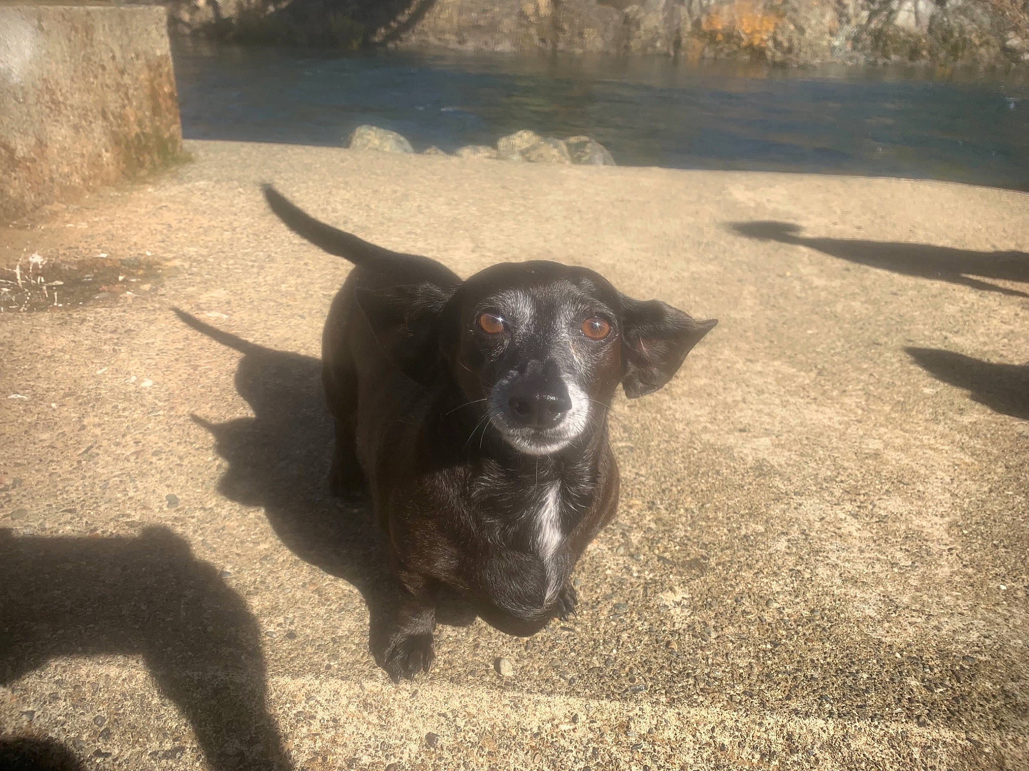 Willow joined the competition — help win amazing prizes! borador, carnivore, companion_dog, dog, dog_breed, fur, grass, landscape, plant, road_surface, sand, shade, shadow, soil, sporting_group, street_dog, tail, terrestrial_animal, tints_and_shades, working_animal