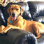 Jet is registered to the contest to win money with this photo: dog, labrador, golden_brown, pet, animal, canine, portrait, smiling, tongue_out, lying_down, relaxed, happy, leather_couch, furniture, indoor, living_room, blanket, collar, blue_tag, sunlight