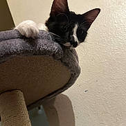 Oreo is registered to the contest to win money with this photo: kitten, cat, black_and_white, cat_tree, paw, whiskers, ears, indoor, pet, feline, curious, climbing, soft, cozy, playful, animal, young, cute, looking, resting