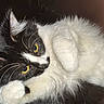 Oreo is registered to the contest to win money with this photo: cat, black_and_white, fluffy, whiskers, close_up, pet, animal, feline, indoor, relaxed, curious_eyes, soft_fur, cute, domestic_cat, mammal, portrait, lying_down, yellow_eyes, paw, cozy