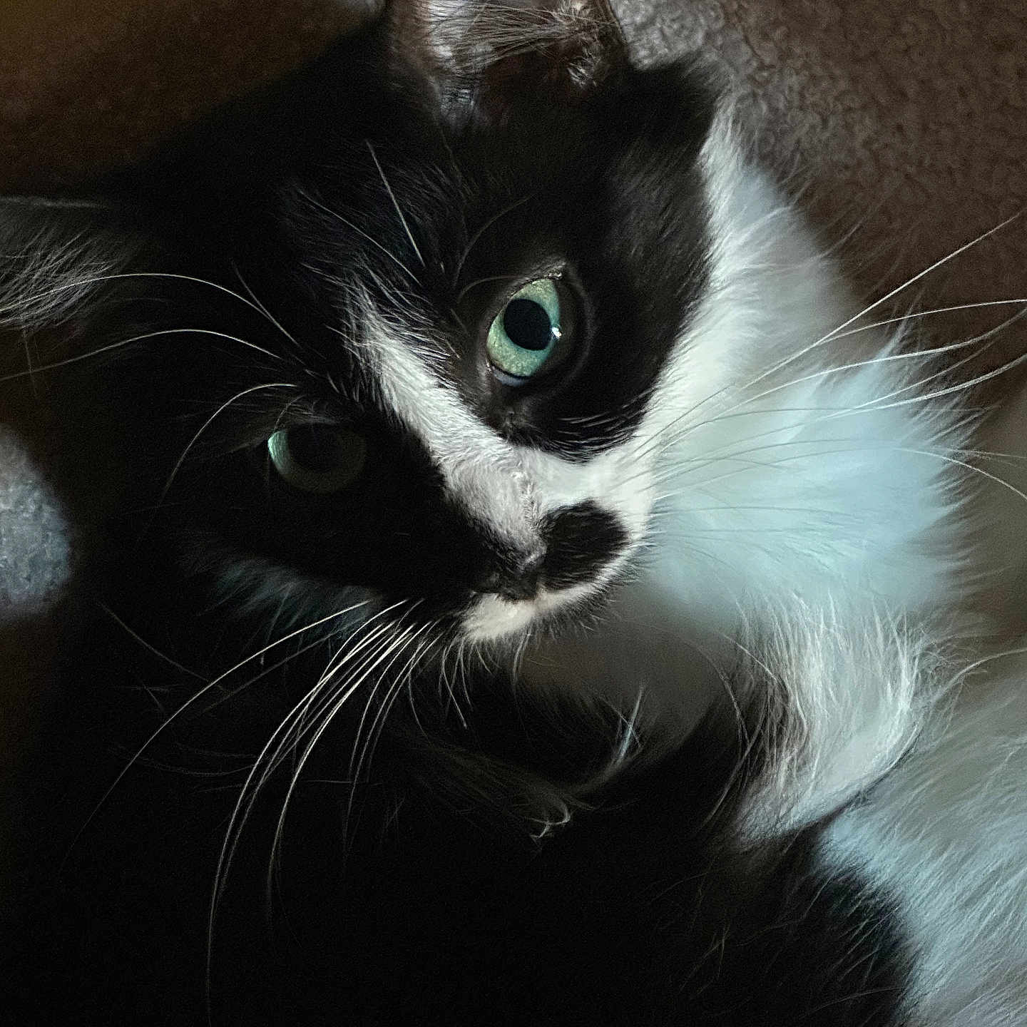 Oreo joined the competition — help win amazing prizes! cat, black_and_white, green_eyes, whiskers, close_up, pet, feline, fur, portrait, indoor, animal, cute, face, looking, shadow, soft_light, texture, relaxed, resting, domestic_cat