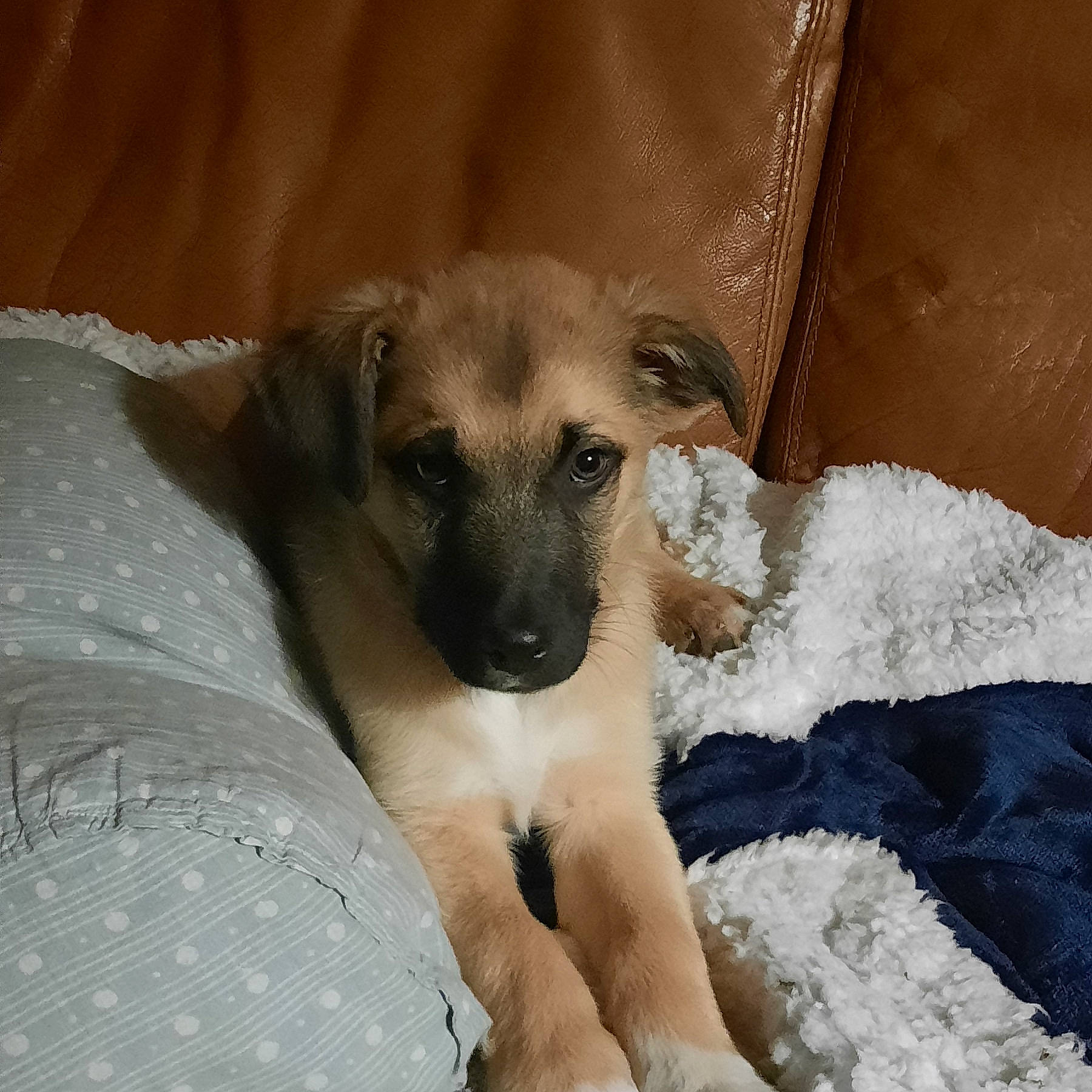 Truffle participe au concours pour gagner de l'argent avec cette photo : canidae, carnivore, comfort, companion_dog, dog, dog_breed, fawn, fur, paw, sporting_group, street_dog, terrestrial_animal, whiskers, working_animal