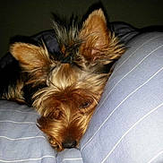 Inari participe au concours pour gagner de l'argent avec cette photo :