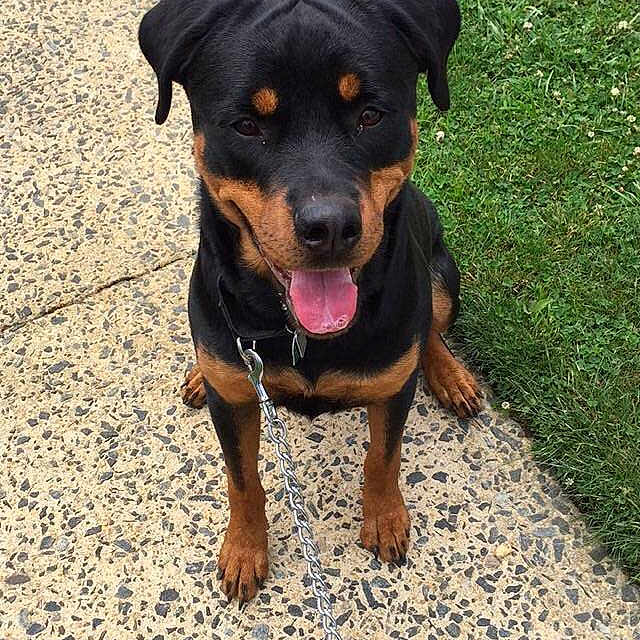 Tia