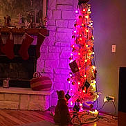 Leo is registered to the contest to win money with this photo: cat, christmas_tree, holiday_decor, stockings, fireplace, stone_wall, wood_floor, ornaments, lights, red, purple_light, decorations, indoor, cozy, festive, pet, home, basket, blanket, wall_socket
