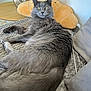 cat, gray_cat, fluffy_fur, yellow_eyes, blanket, cushion, croissant_pillow, lamp, side_table, wooden_table, indoor, pet, relaxed, furniture, home, cozy, fur, resting, looking_at_camera, domestic_animal