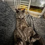 animal, blanket, blinds, cat, cozy, curious, floor_tiles, fluffy, fur, furniture, gray_cat, home, indoor, looking_at_camera, night, paws, pet, relaxed, resting, window