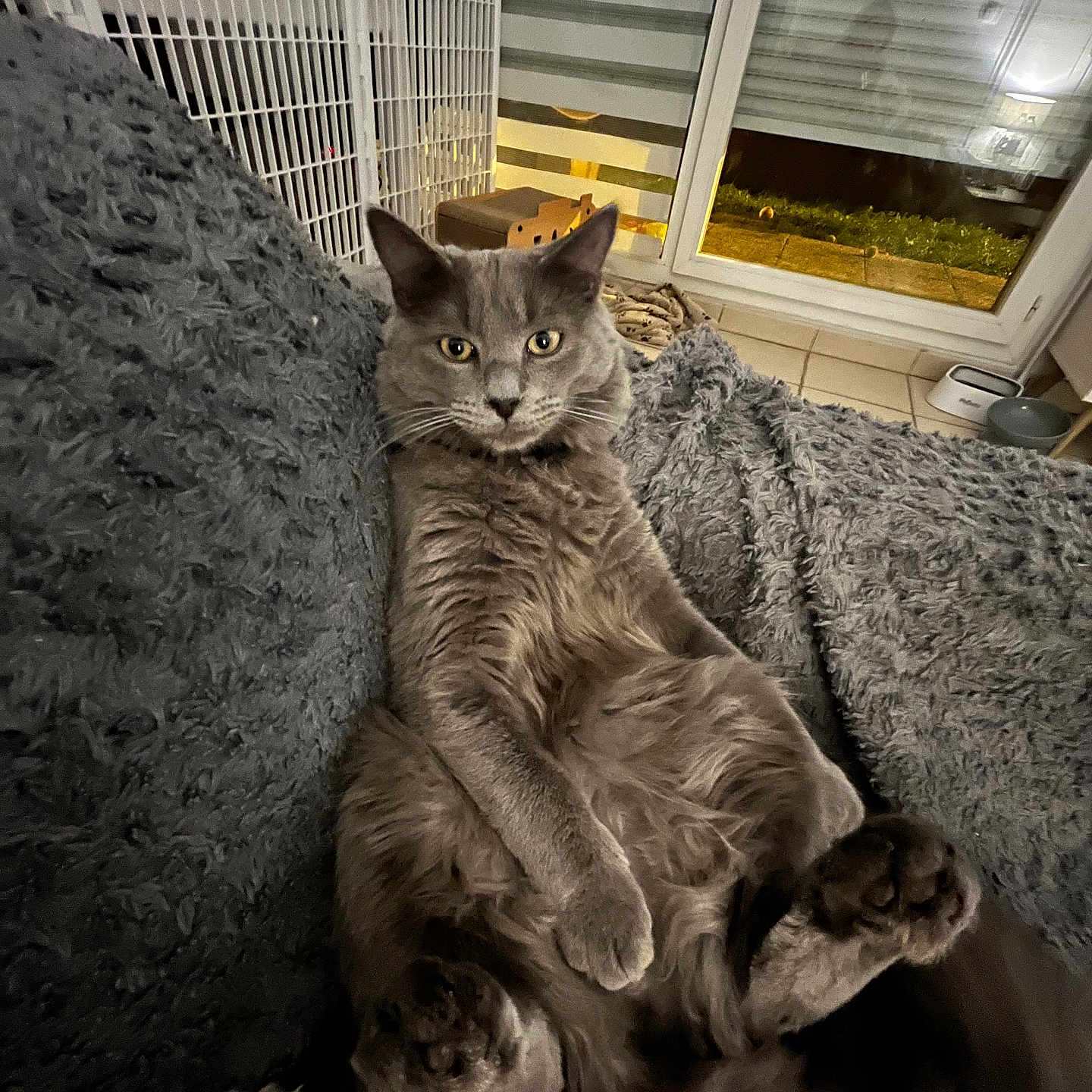 Zack a rejoint le concours — aidez-le/la à gagner de superbes lots ! animal, blanket, blinds, cat, cozy, curious, floor_tiles, fluffy, fur, furniture, gray_cat, home, indoor, looking_at_camera, night, paws, pet, relaxed, resting, window