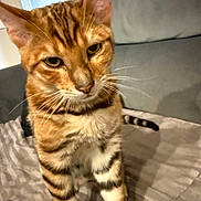 Mowgli Et Nala a rejoint le concours — aidez-le/la à gagner de superbes lots ! animal, blanket, cat, closeup, couch, curious, domestic_animal, ears, feline, fur, home, indoor, looking, mammal, pet, soft, standing, striped, tabby_cat, whiskers