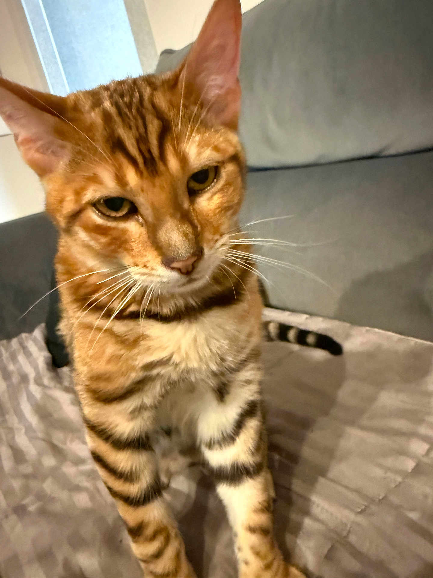 Mowgli Et Nala a rejoint le concours — aidez-le/la à gagner de superbes lots ! animal, blanket, cat, closeup, couch, curious, domestic_animal, ears, feline, fur, home, indoor, looking, mammal, pet, soft, standing, striped, tabby_cat, whiskers