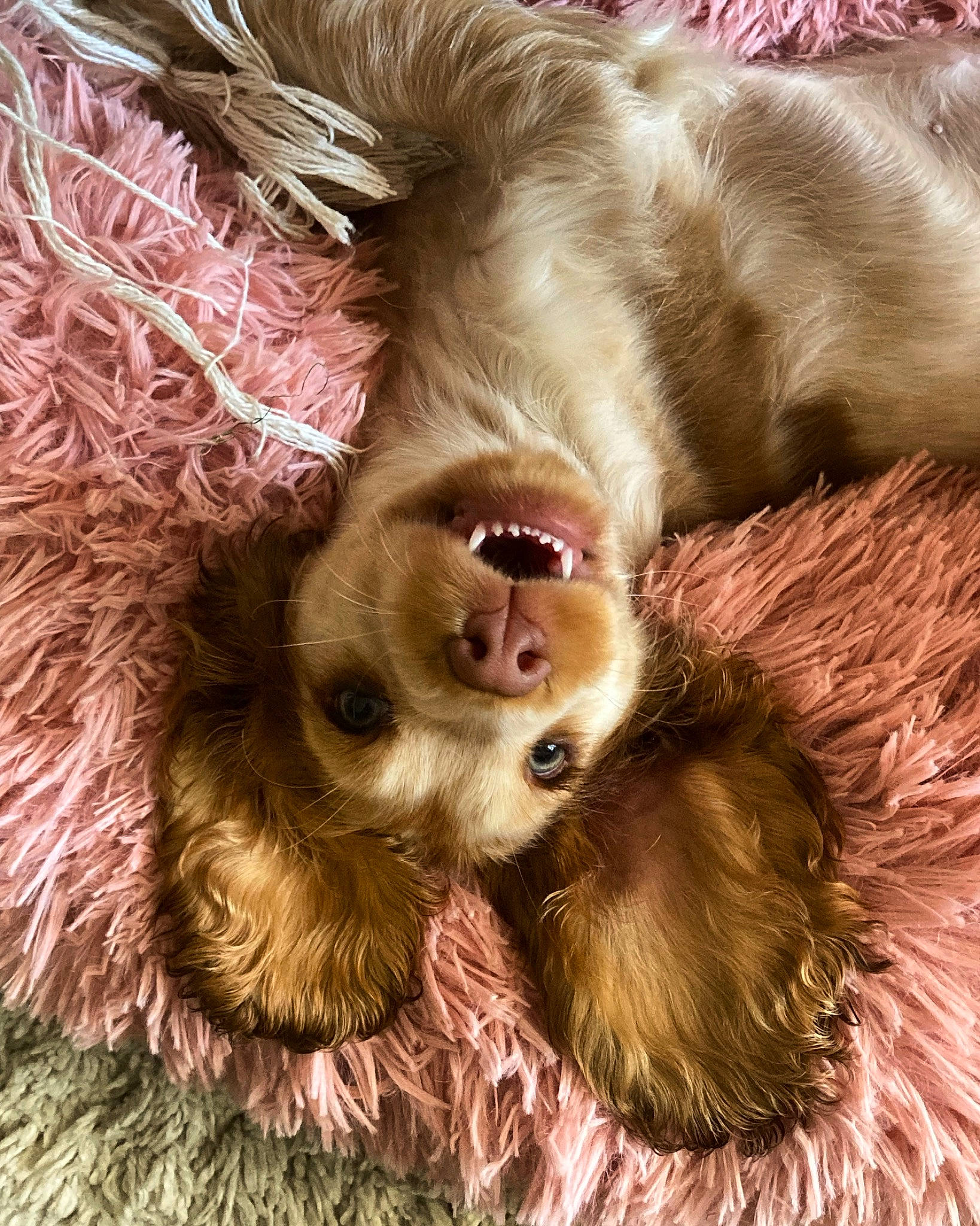 Wilma is registered to the contest to win money with this photo: canidae, carnivore, claw, companion_dog, dog, dog_breed, ear, fawn, felidae, fur, liver, natural_material, paw, snout, spaniel, sporting_group, terrestrial_animal, terrier, whiskers, working_animal