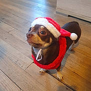 Laïko a rejoint le concours — aidez-le/la à gagner de superbes lots ! dog, small_dog, chihuahua, santa_hat, holiday_costume, red_hat, white_fur_trim, wooden_floor, indoor, pet, cute, festive, christmas, animal, looking_up, brown_dog, adorable, costume, holiday, domestic_animal