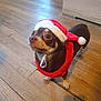 dog, small_dog, chihuahua, santa_hat, holiday_costume, red_hat, white_fur_trim, wooden_floor, indoor, pet, cute, festive, christmas, animal, looking_up, brown_dog, adorable, costume, holiday, domestic_animal