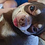 Laïko participe au concours pour gagner de l'argent avec cette photo : dog, close_up, tongue_out, brown_and_white, pet, cute, animal, whiskers, face, fur, ears, nose, eyes, indoor, person, blurred_background, casual, companion, curious, portrait