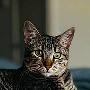 Leo joined the competition — help win amazing prizes! animal, calm, cat, close_up, cute, domestic_cat, ears, feline, focused, fur, green_eyes, indoor, lying_down, pet, portrait, quilted_surface, relaxed, striped, tabby, whiskers
