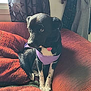 Diva joined the competition — help win amazing prizes! dog, black_and_white, purple_vest, couch, red_couch, pillow, curtains, window, indoor, pet, sitting, fur, domestic_animal, looking_away, cozy, furniture, home_interior, animal, cute, relaxed