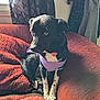 dog, black_and_white, purple_vest, couch, red_couch, pillow, curtains, window, indoor, pet, sitting, fur, domestic_animal, looking_away, cozy, furniture, home_interior, animal, cute, relaxed